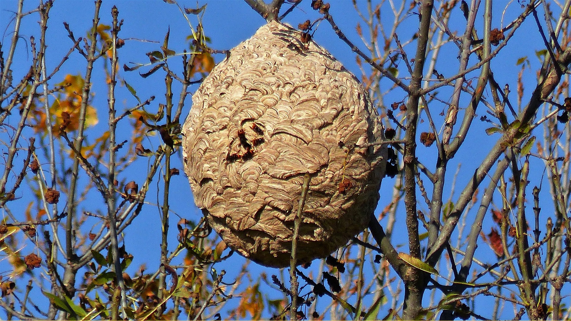 Asiatische Hornisse Nest